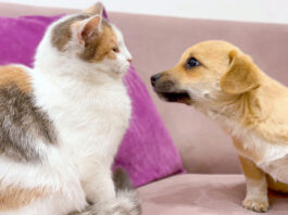子猫と友達になりたい子犬