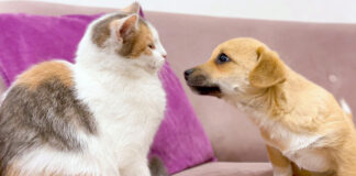 子猫と友達になりたい子犬