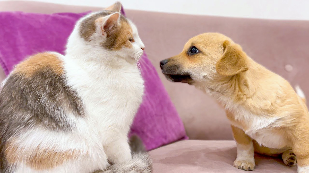 子猫と友達になりたい子犬