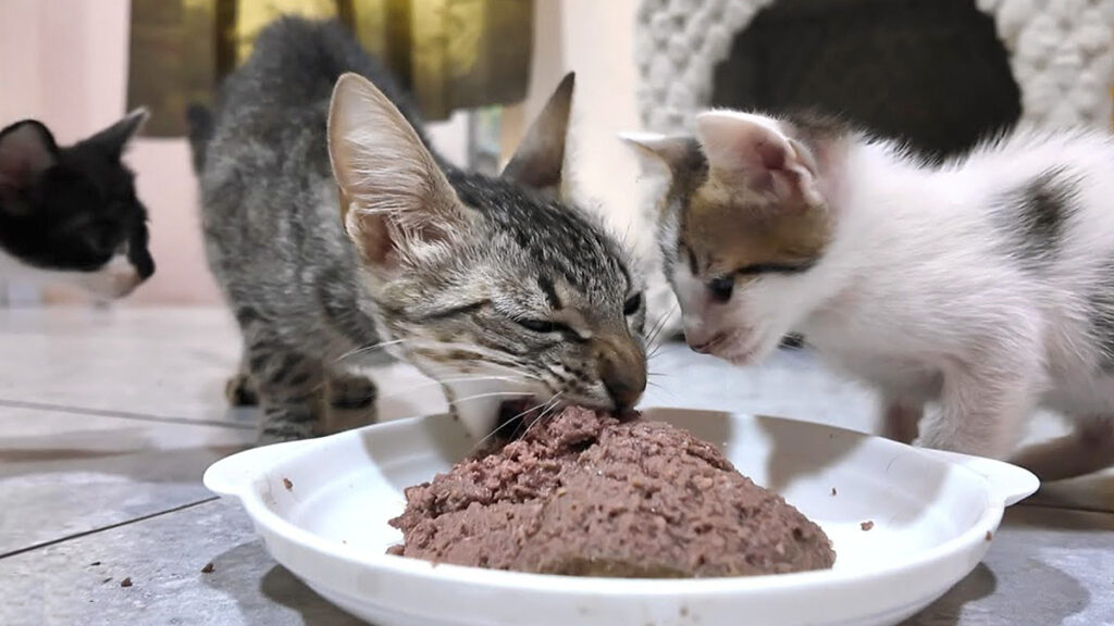 初めての育児に奮闘する1.9kgしかないガリガリの母猫。初めて猫缶を