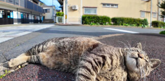 ナデナデアピールする猫