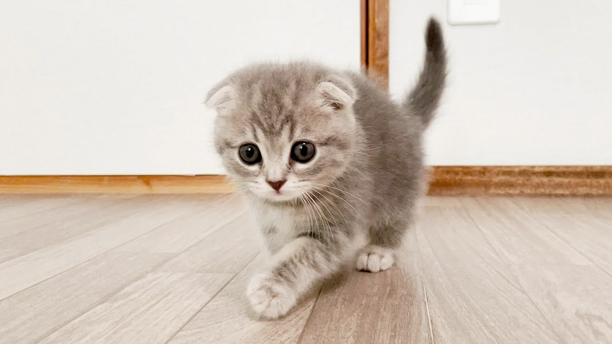 新しい家にやって来た子猫
