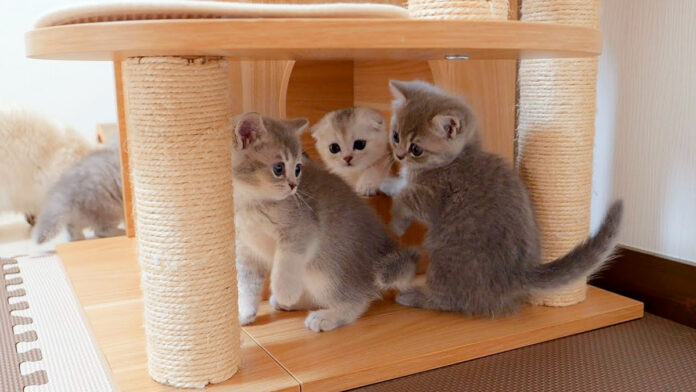 初めてのキャットタワーに大興奮する子猫達