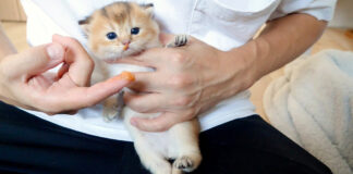 初めてチュールを食べる子猫