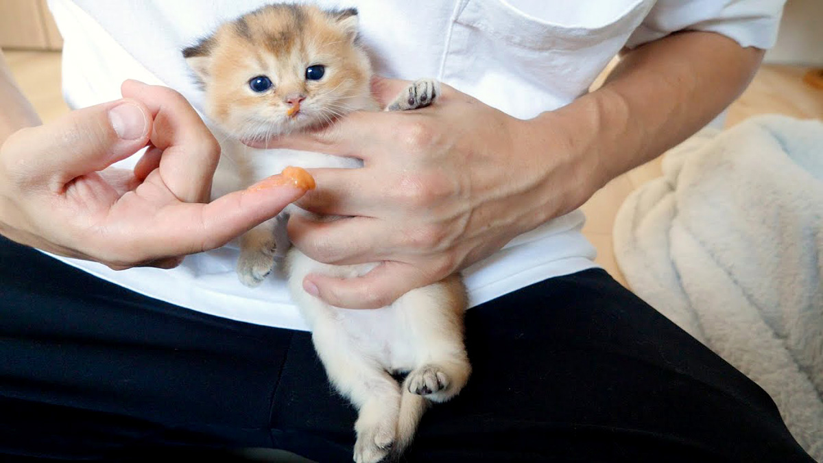 初めてチュールを食べる子猫