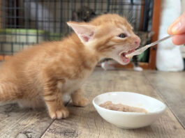 離乳食を食べる子猫