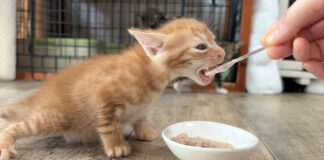 離乳食を食べる子猫
