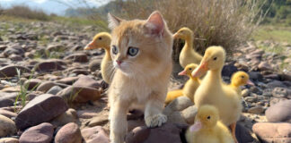 アヒルのヒナと冒険に出かけた子猫