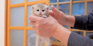 上手に歩けて褒められた子猫