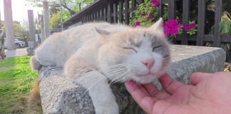 神社をパトロールしていた猫