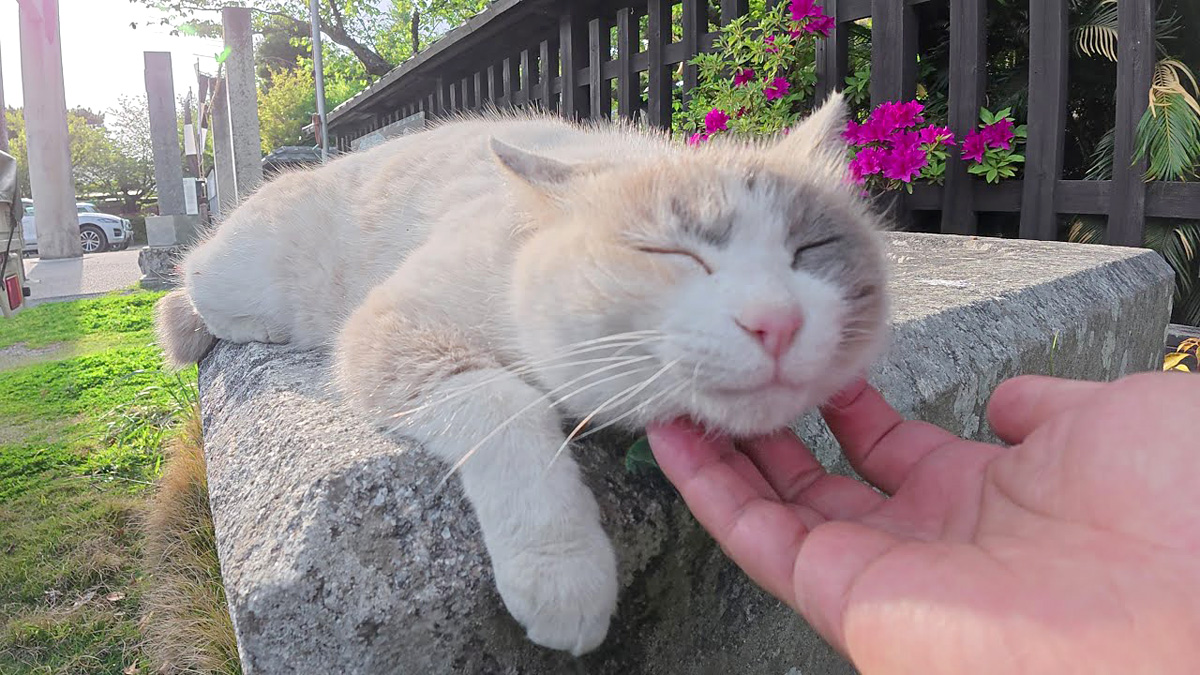 神社をパトロールしていた猫