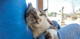 神社で出会った猫