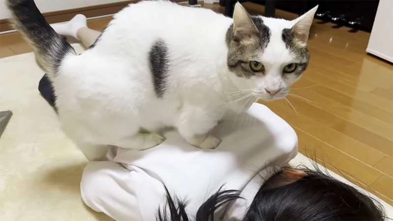 背中に乗る猫