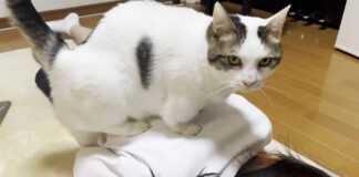 お姉ちゃんの背中に乗る猫