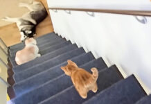 ハスキー犬を心配する子猫