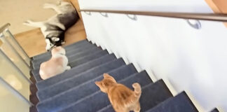 ハスキー犬を心配する子猫
