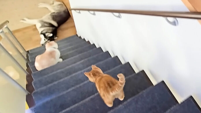 ハスキー犬を心配する子猫