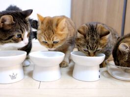 ミルクを飲む猫の家族