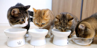 ミルクを飲む猫の家族