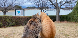 寄り添う猫達
