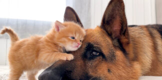 犬に寄り添う子猫