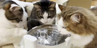 水を飲む猫達