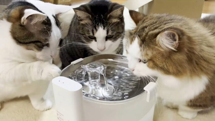 水を飲む猫達