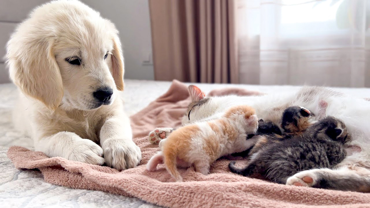 猫の親子が気になる子犬