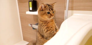 お風呂に入る飼い主さんを心配する猫