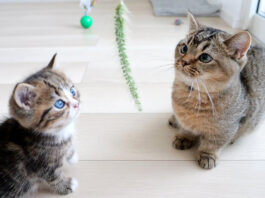 猫じゃらしに興味津々の子猫達