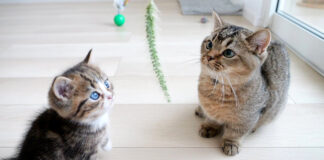 猫じゃらしに興味津々の子猫達