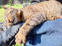 いつも寝てばかりの猫