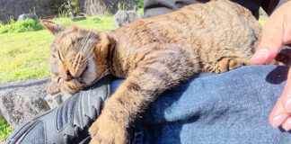 いつも寝てばかりの猫