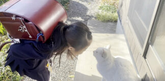 猫に挨拶する女の子