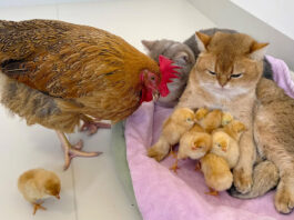ヒヨコを世話する猫