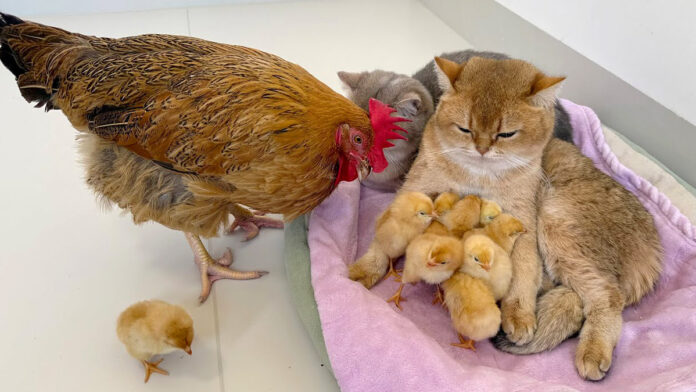 ヒヨコを世話する猫