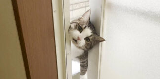 顔を出す猫