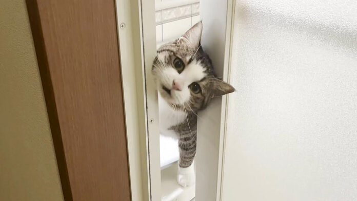 顔を出す猫