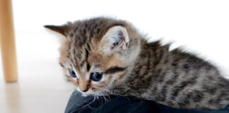 ウトウトする子猫