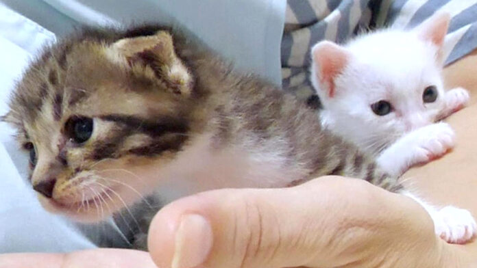 元気いっぱいの子猫達