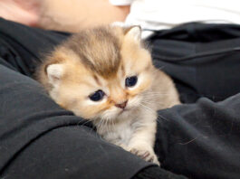 お産箱から出られるようになった子猫