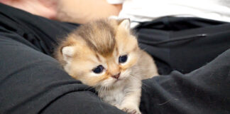 お産箱から出られるようになった子猫