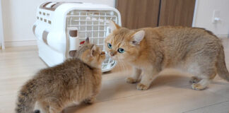 祖母猫にお別れのキスをする子猫