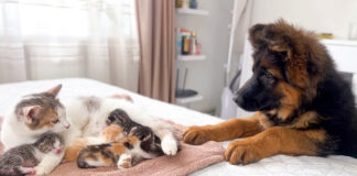 猫の親子が気になる子犬