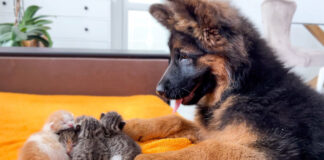 子猫達が気になる犬