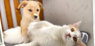子犬に戸惑う子猫