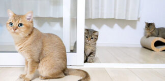 母猫に戦いを挑む子猫