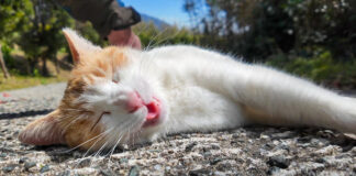 坂道で撫でられる猫