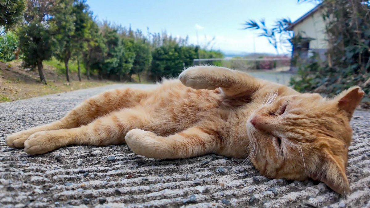 坂道で眠る猫