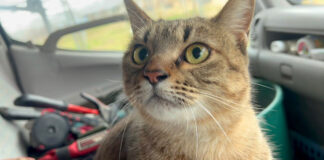 車の中に入れてもらった猫